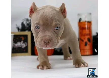 a small american pit bull dog with a jar of peanut butter on its head